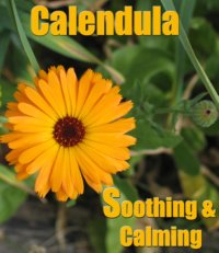 Calendula 2