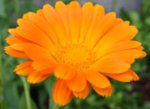 copy of calendula 2